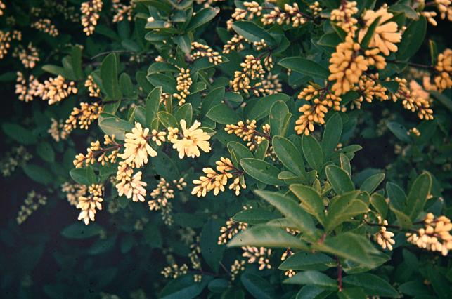 Ligustrum obtusifolium 'Regellianum' 