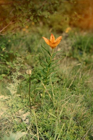 Lilium croceum 