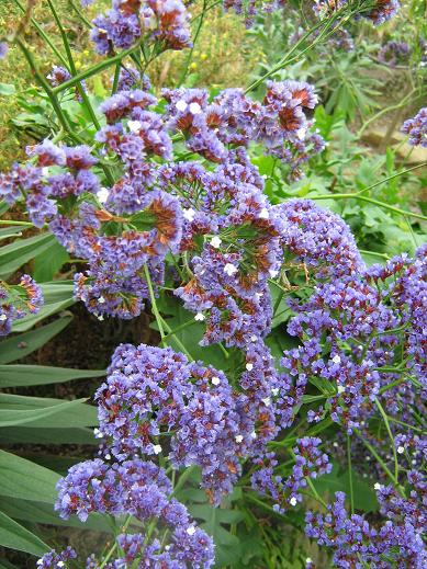 Limonium spectabile 