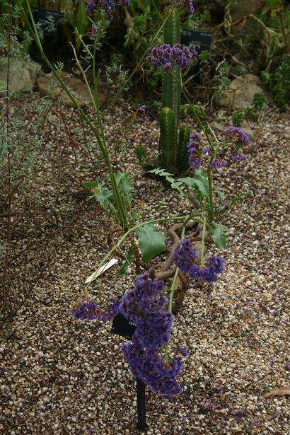 Limonium spectabile 