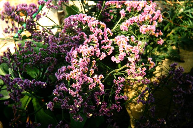 Limonium spectabile 