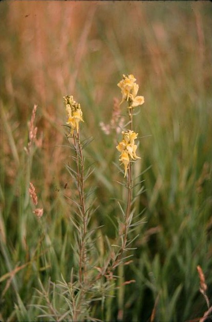 Linaria vulgaris 