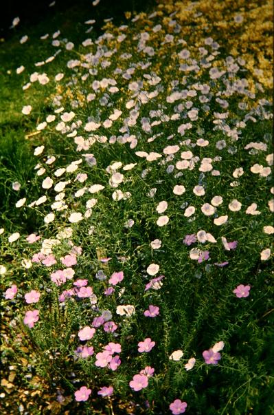 Linum narbonnense 