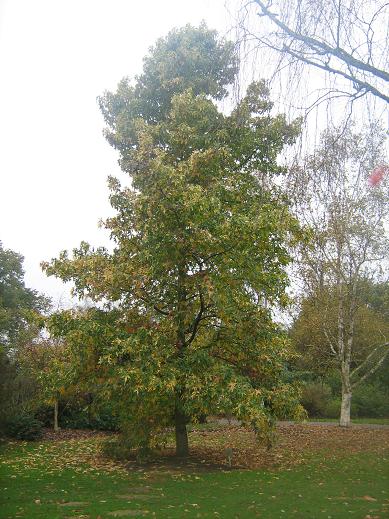 Liquidambar styraciflua 'Aurea' 