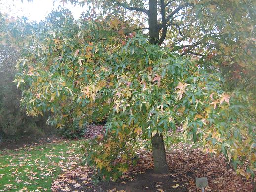 Liquidambar styraciflua 'Aurea' 