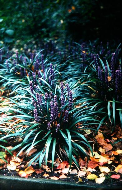 Liriope platyphylla 