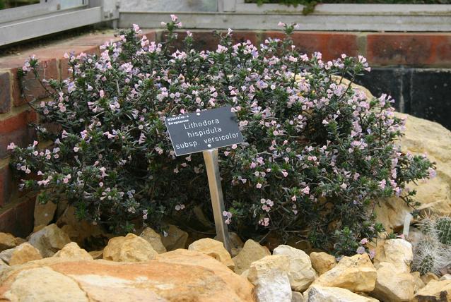 Lithodora hispidula ssp versicolor 