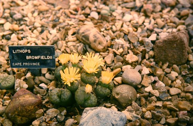 Lithops bromfieldii 