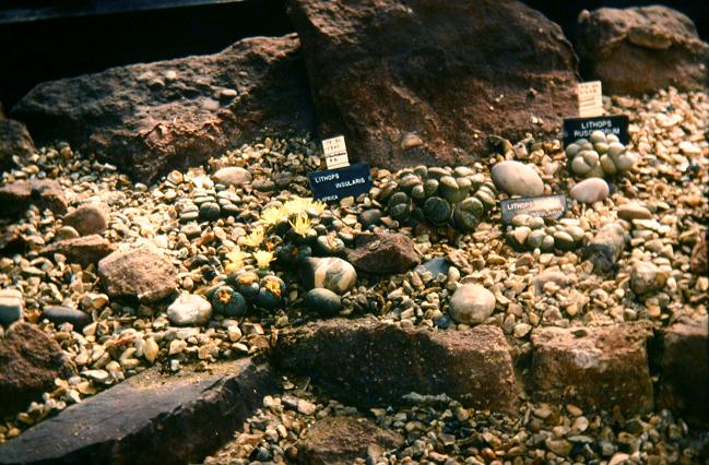 Lithops insularis 