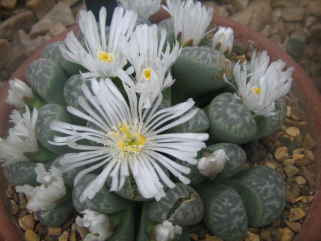 Lithops marmorata 