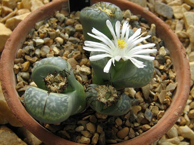 Lithops marmorata 