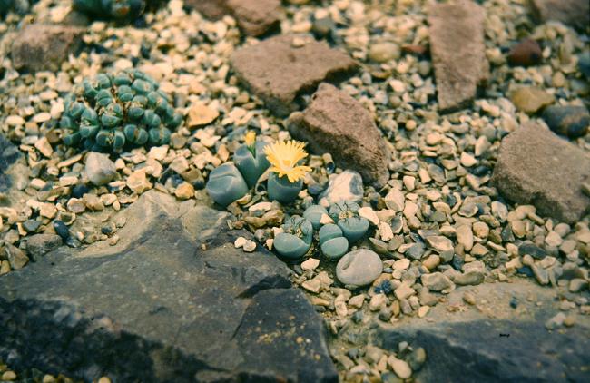 Lithops olivacea 