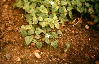 Lobelia baumannii 