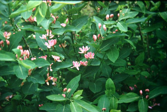 Lonicera tatarica 