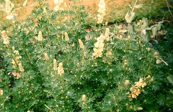 Lupinus arboreus 