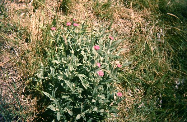 Lychnis flos-jovis 