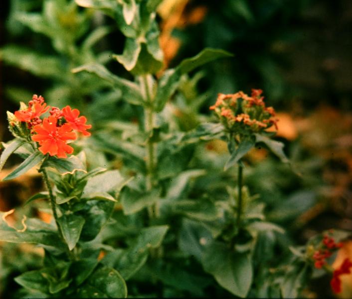 Lychnis macedonica 