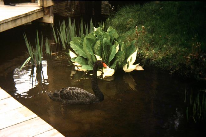 Lysichiton camtschatcensis 