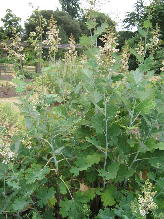 Macleaya cordata 