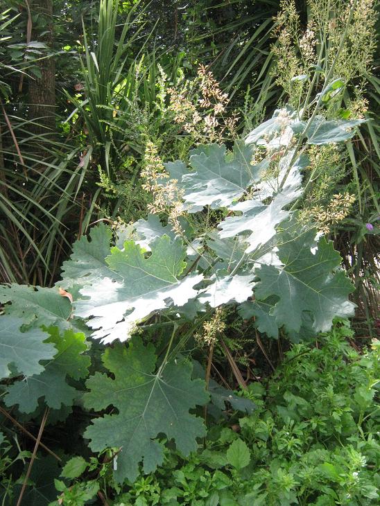 Macleaya cordata 