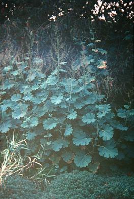 Macleaya cordata 