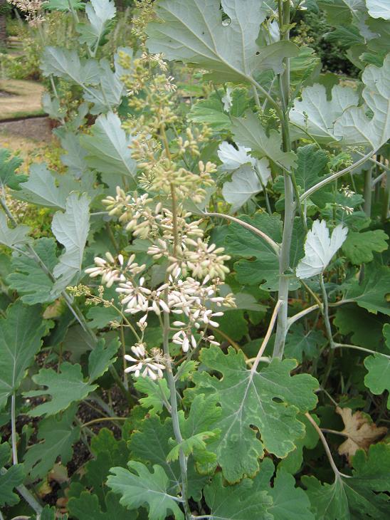 Macleaya cordata 