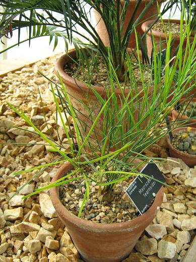 Macrozamia fearnsidei 