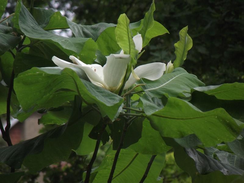 Magnolia macrophylla 