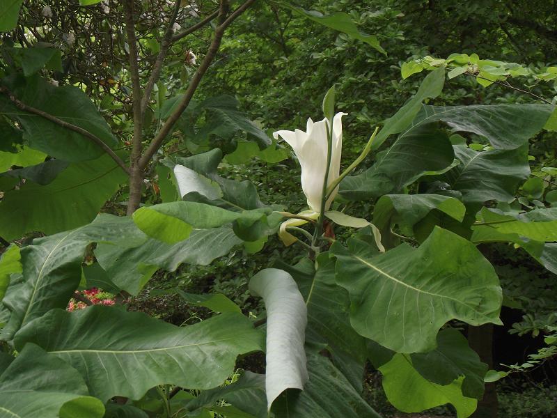 Magnolia macrophylla 