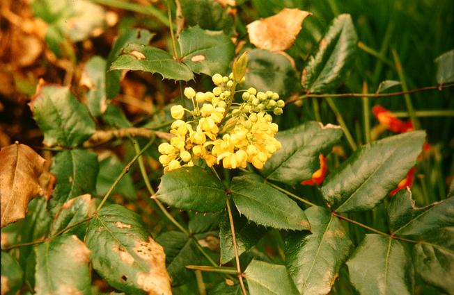 Mahonia aquifolium 