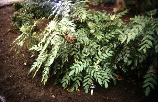 Mahonia trifurcata 