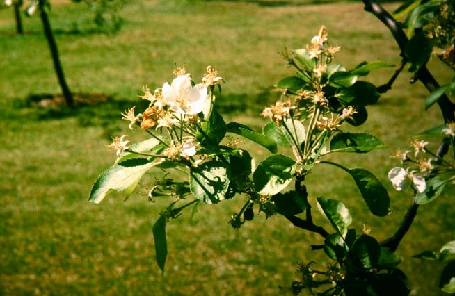 Malus prunifolia 