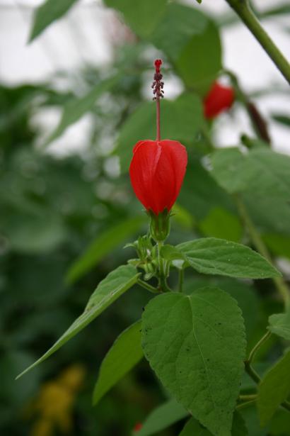 Malvaviscus arboreus 