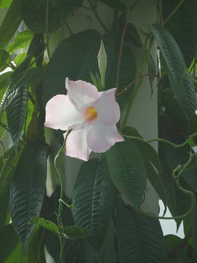 Mandevilla 'Jumbo Blush' 