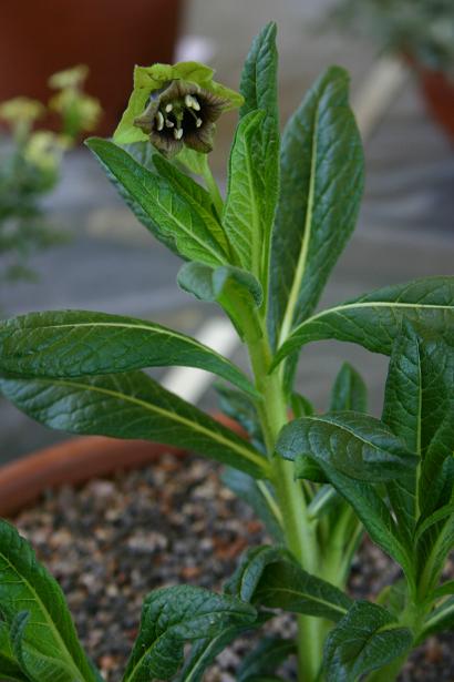 Mandragora caulescens 