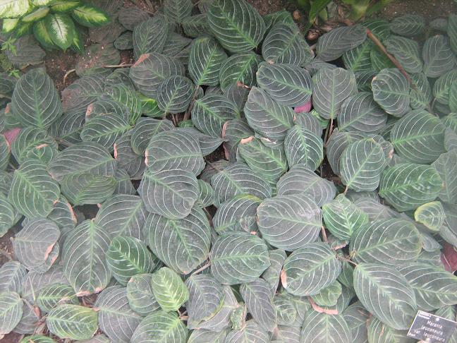 Maranta leuconeura leuconeura 