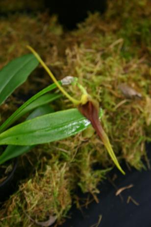 Masdevallia bennetii 