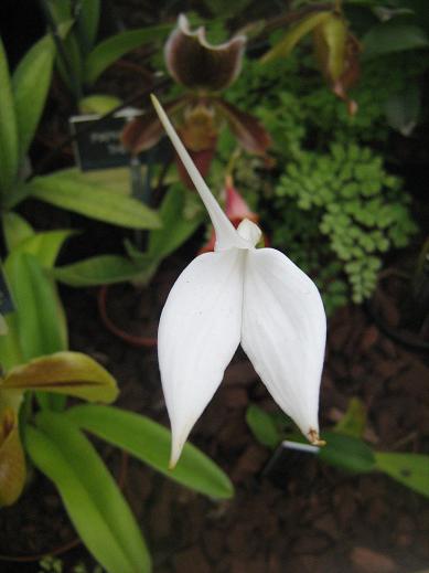 Masdevallia coccinea Snowbird 