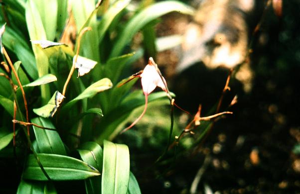 Masdevallia erythrochaeta 