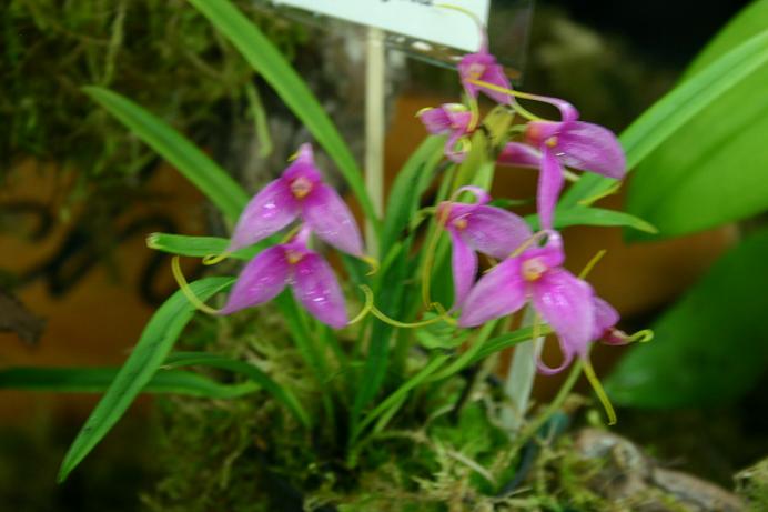 Masdevallia lamprotyria 