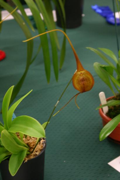 Masdevallia priceps 