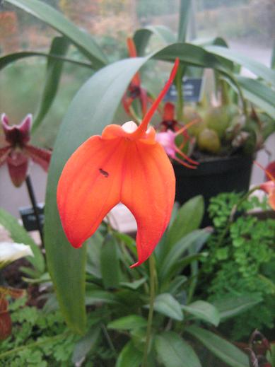 Masdevallia veitchii 