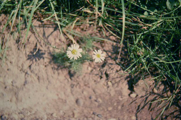 Matricaria recutita 