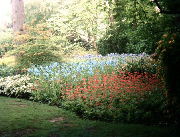 Meconopsis grandis 