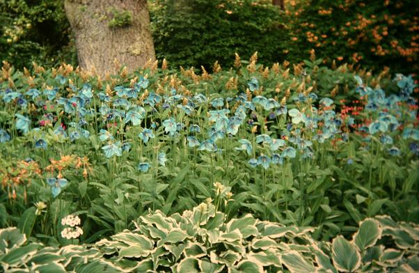 Meconopsis grandis 