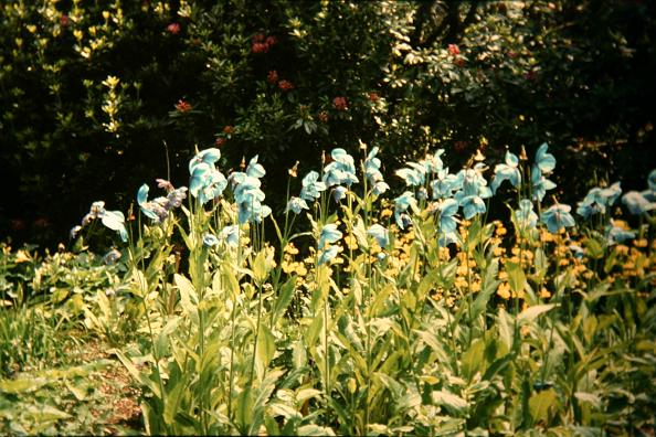 Meconopsis grandis 