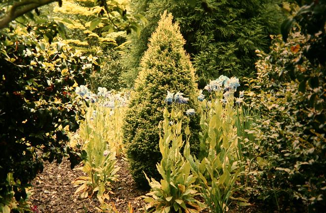 Meconopsis grandis 'Branklyn' 