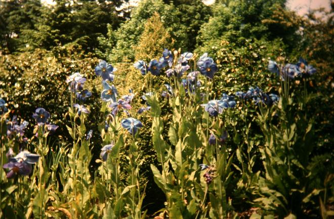 Meconopsis grandis 'Branklyn' 