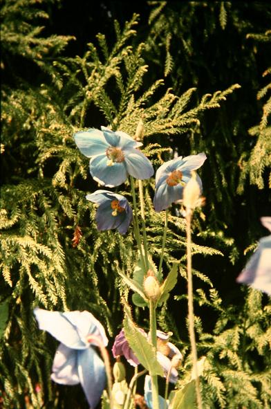 Meconopsis grandis 'Branklyn' 