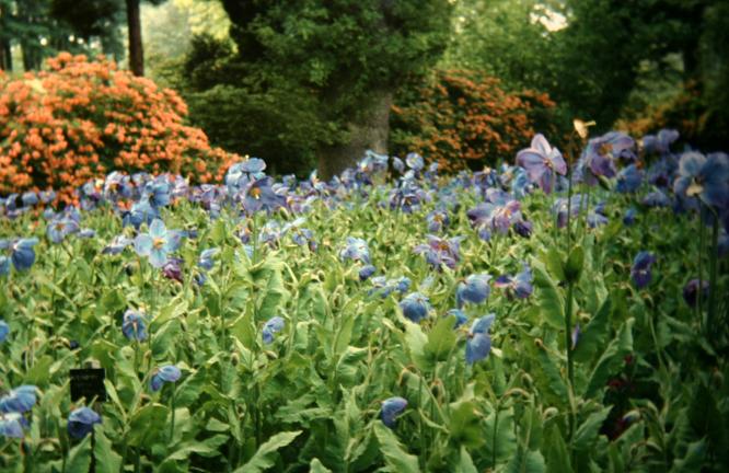 Meconopsis grandis 'Branklyn' 